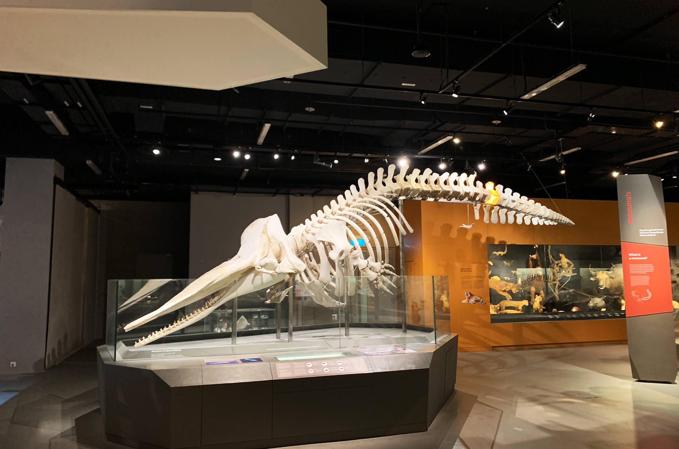 Muzium Sejarah Alam Lee Kong Chian